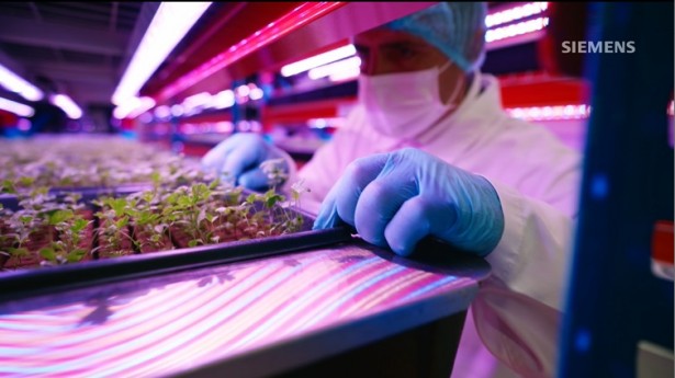 A világ legnagyobb vertikális farmja a Siemens technológiájával kezd szárnyalni